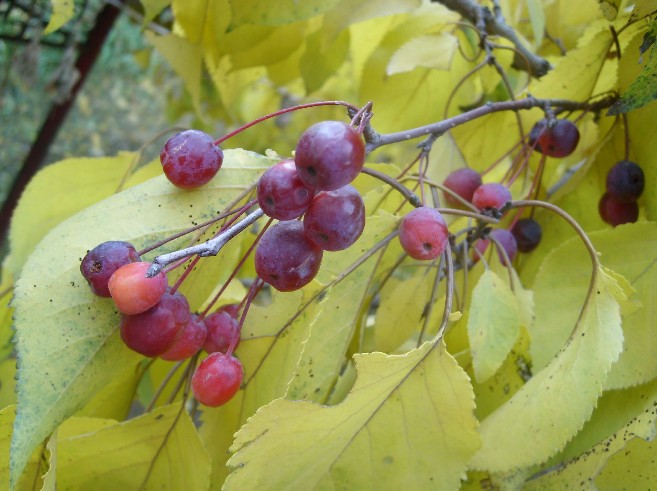 Malus baccata seed